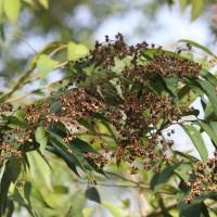 Julostylis angustifolia (Arn.) Thwaites